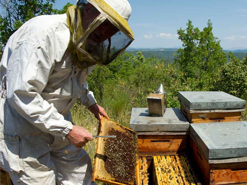 Fiesta Nacional de la Apicultura en Maciá 2026
